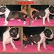 cachorros de american staffordshire terrier